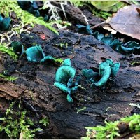 Хлороцибория сине-зеленоватая. :: Валерия Комова