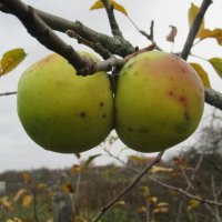 Два яблочка в осеннем саду... :: Татьяна Гусева