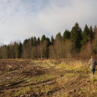 Вот и Петраковский лес :: Валерий Талашов