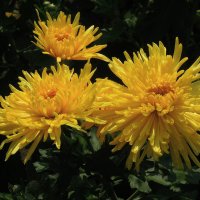 Жёлтые хризантемы - От солнца осенний дар... :: Тамара Бедай 