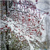 Первый снег.. :: Александр Шимохин