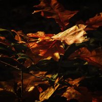 Красные листья :: Alexander Andronik