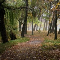 Осень туманная. :: barsuk lesnoi