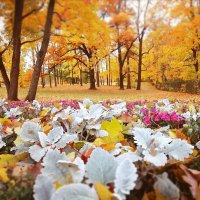 Золотая осень в Гатчинском парке. :: Анастасия Белякова