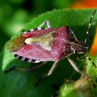 Щитник ягодный Pentatomidae :: Лидия Бараблина