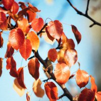 Осенние листья :: Алексей Савченко