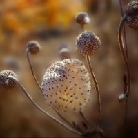 Многочисленные семена  цветка ветреницы :: dana smirnova