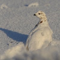 Куропатка :: Олег Кулябин