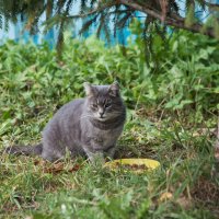 Летнее кафе. Не пришел на свидание... :: Владимир Безбородов