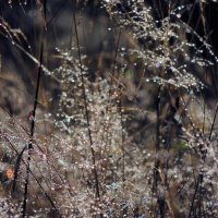 Детали природы :: Роман Савоцкий