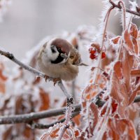 Как зиму пережить? :: Ната Волга