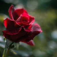 Осенняя роза :: Ирина Комолова