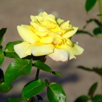 Желтая роза :: Наталья Цыганова 