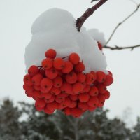 Первый снег...) :: Владимир Звягин
