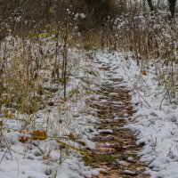 Дорога в  зиму :: Людмила Волдыкова