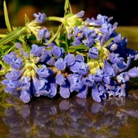 Синие полевые цветы. :: nadyasilyuk Вознюк