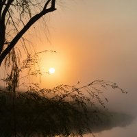 Туманное утро на озере :: Надежда Куркина
