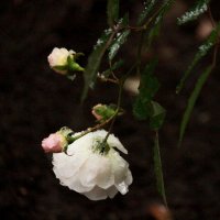 Белый снег на белой розе :: Александр Чеботарь
