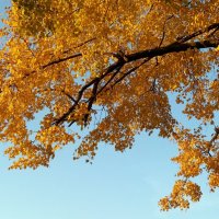Осенние листья :: Galina Solovova