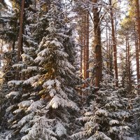 Снег в лесу :: Aнна Зарубина
