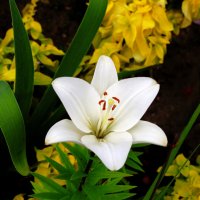 Белая лилия в саду Свенского монастыря :: Евгений 