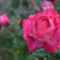 Роза в каплях дождя :: Надежда Куркина