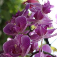 Орхидея :: Ирина Марасакина