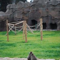 обезьянки в зоопарке :: eirene 