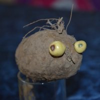 суровый белорусский картофель :: Irina Che 