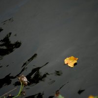одинокий листочек плывет по течению.. :: Дарина Нагорна