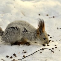 Обед по расписанию :: Василий Хорошев