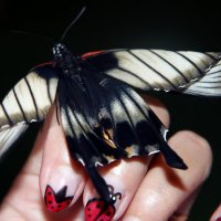 Бабочка :: Марина Назарова