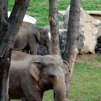 слоники в зоопарке Праги :: Ася Ко