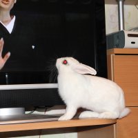 Кролик и телевизор :: Igor 