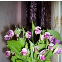 Сибирская Орхидея :: Светлана Воробьёва