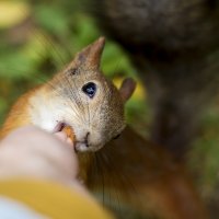 Я же сказала "Пожалуйста!!!" :: Нина Калитеева