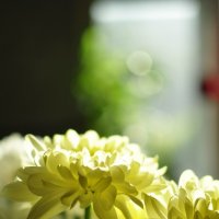 Ажурные цветы :: Валерия Соловьёва