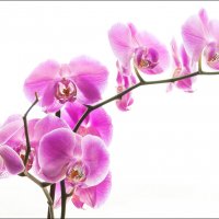 Орхидея :: StarSW 