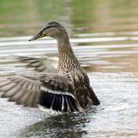quack quack :: Илья Смирнов