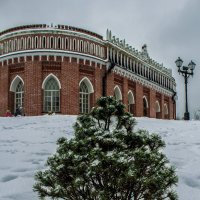 Зимняя ель :: Андрей Баськов