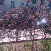 Весна в большом городе :: Светлана 