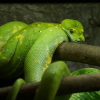 Зелёный змей :: URRa L