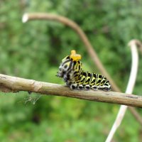 Королевская походка :: Мила Лукашевич