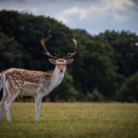 Deer :: Konstantin Ivanov