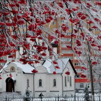 гроздья замороженных рябин... :: Irina Bogatyreva
