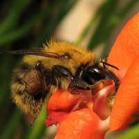 tasty pollen :: Natalya Vedrintseva