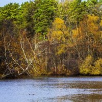 В Серебряном бору :: Александр 