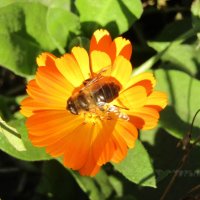 Осенняя пчелка :: Дмитрий (Горыныч) Симагин