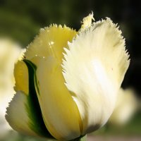 Тюльпаны :: Liudmila LLF