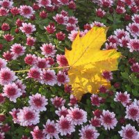 Осенний лист такой нарядный в цветник осенний залетел... ) :: Тамара Бедай 